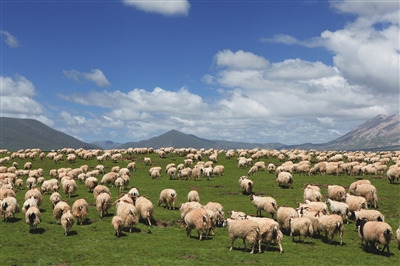 生态畜牧业 打破草地生产恶性循环