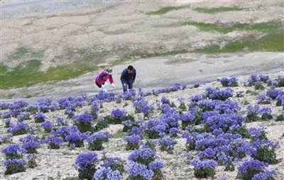 盛开在高寒荒漠区的白蓝翠雀花