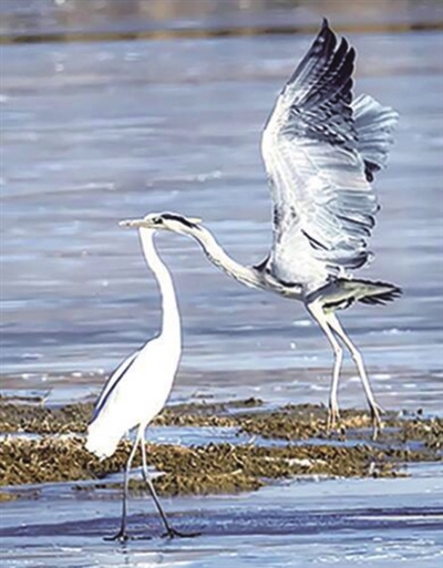 格尔木河湿地： 鸟的天堂