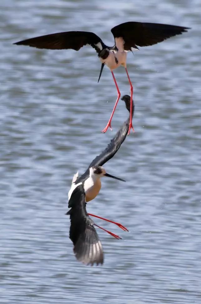 黑颈鹤和它的朋友们 高原湿地鸟类大聚会