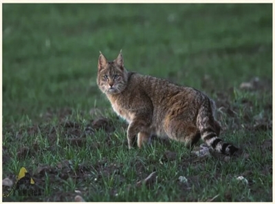 祁连山国家公园青海片区，频现荒漠猫意味着什么